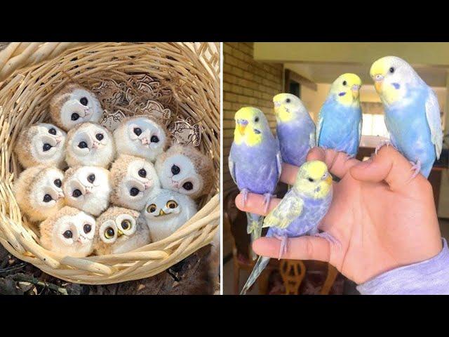 Smart And Funny Parrots Parrot Talking Videos Compilation (2024) - Cute Birds #58