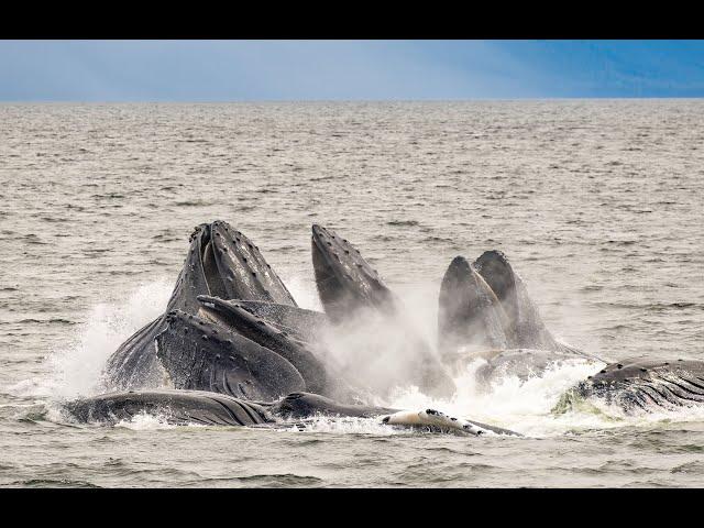 Humpbacks dazzle a family as they meet the whales for the first time in Southeast Alaska.