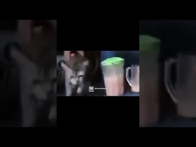 Kau memang setan, memang Babi kau ni full video