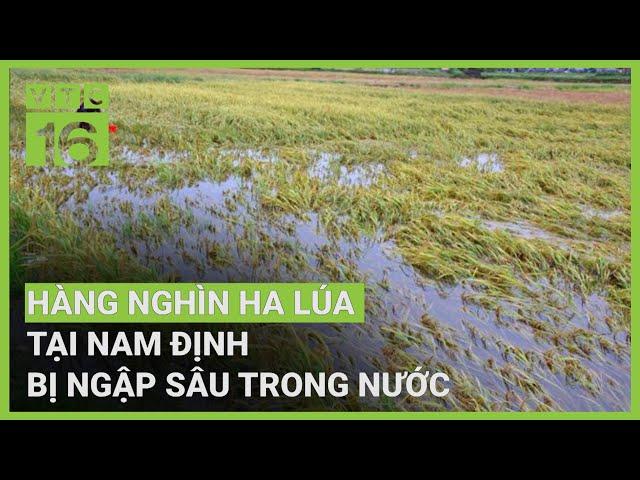 Mưa lớn hàng nghìn ha lúa ngập sâu trong nước | VTC16