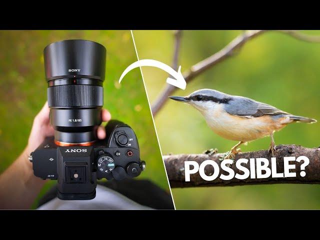 85mm Bird Photography Challenge