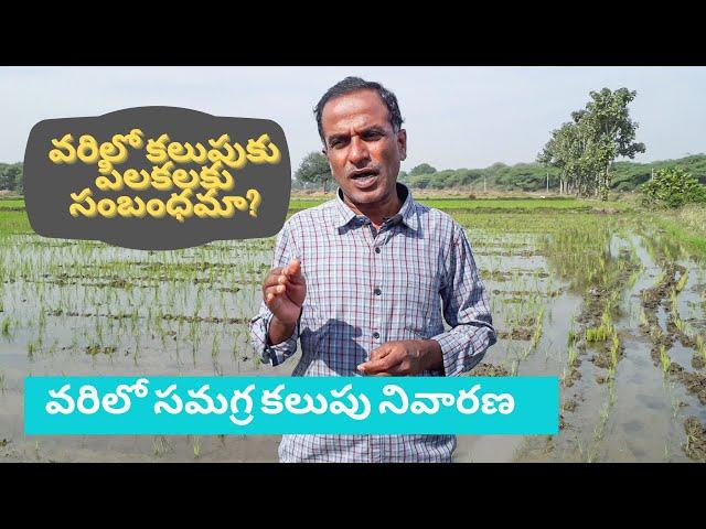 వరిలో పిలకలకు కలుపుకు సంబంధమా? | varilo samagra kalupu nivaarana | Karshaka Nestham