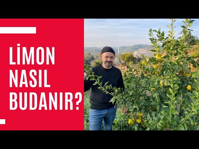 Limon Nasıl Budanır? - Avokado Bahçenizin İçerisine Limon dikmeyin - Harun Arslan