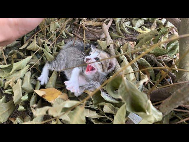 Dramatic rescue of kittens abandoned by their owners in the middle of an empty road