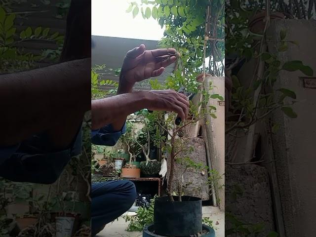 Kamini bonsai training