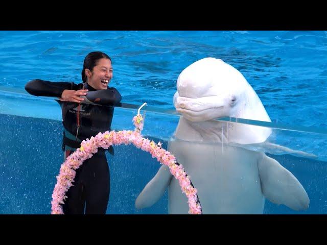 White Dolphin Show At Yokohama Hakkeijima Sea Paradise 【4K】