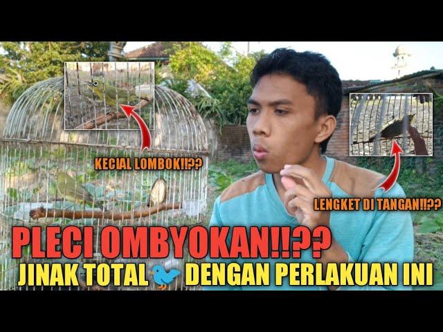 cara menjinakkan burung pleci hasil ombyokan kecial kuning lombok