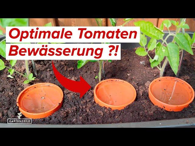 This way of watering tomatoes will inspire you! Pour tomatoes correctly!