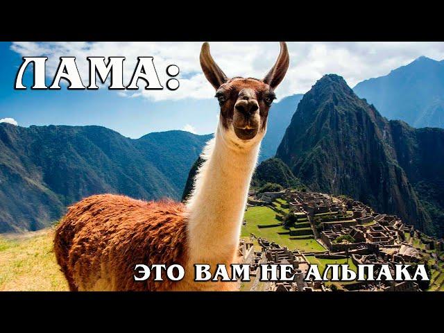 Llama: The South American camel is the most useful animal of the Andes