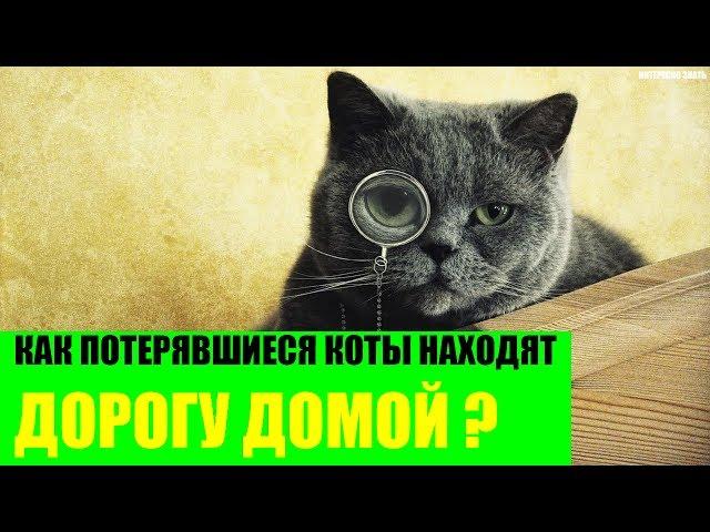 Как потерявшиеся коты находят дорогу домой?