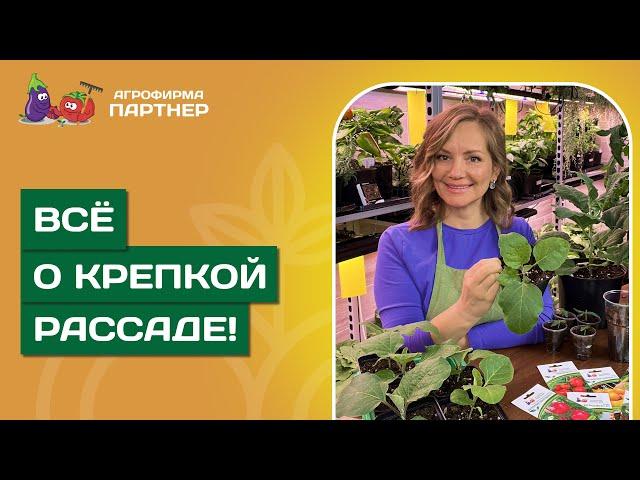 СЕКРЕТЫ БОГАТОГО УРОЖАЯ – ВСЁ О КРЕПКOЙ РАССАДЕ!