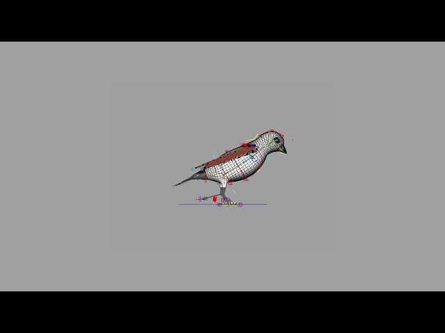 Bird rig demo