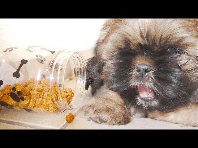 2 Adorable Shih Tzu Puppies | TOO CUTE