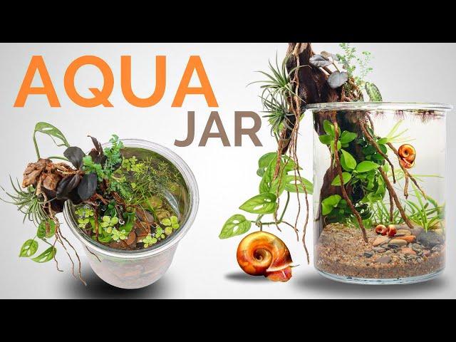 Fascinating Aquarium in a Jar (No Filter Aquajar)