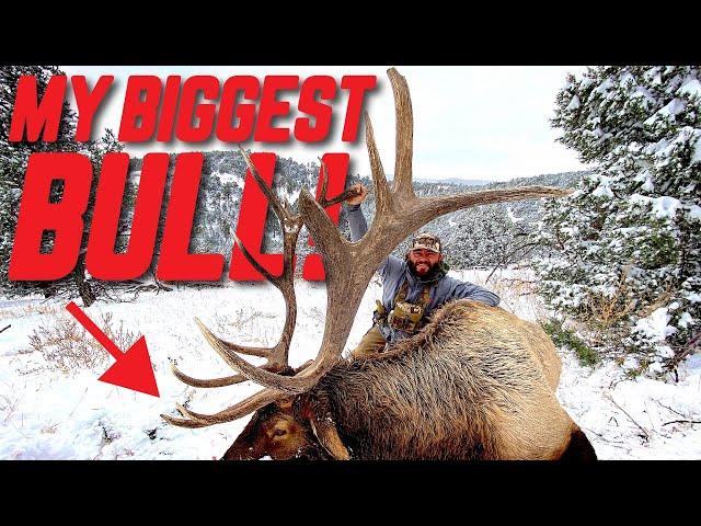 BIG BULL DOWN Crazy Day In The Snow