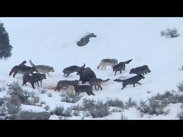 A bear against a huge pack of wolves!