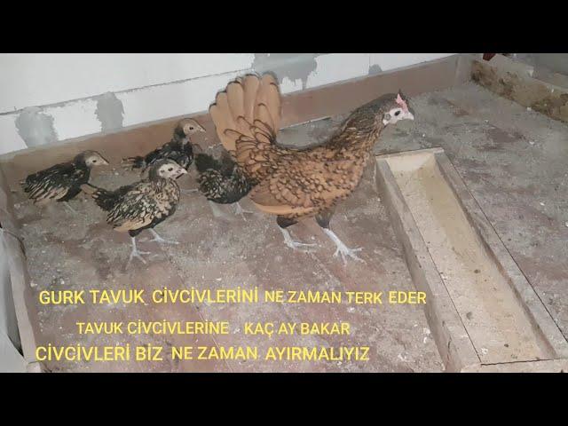 GURK TAVUK CİVCİVLERİNİ NE ZAMAN TERK EDER ? BİZ NE ZAMAN AYIRMALIYIZ ? NE KADAR SÜRE BAKMALI ?