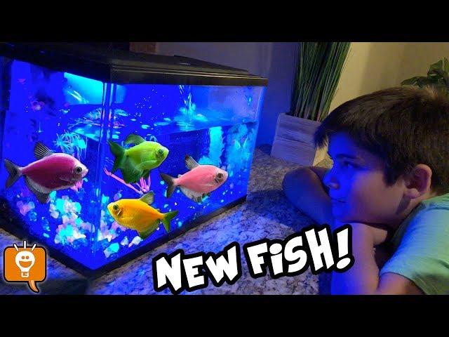 We Get NEW GLOW FISH! Glow in the Dark Pets for HobbyFamilyTV