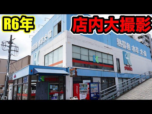 令和6年『かねだい草加店』店内特大撮影！業界大手あらゆる魚種！アロワナ　ダトニオ　カラシン　テトラ　シクリッド　プレコ　爬虫類などなど！大容量