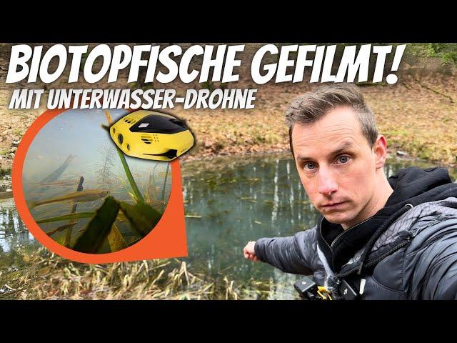 UNERWARTET! Fischschwarm in Biotop mit Unterwasser-Drohne gefilmt