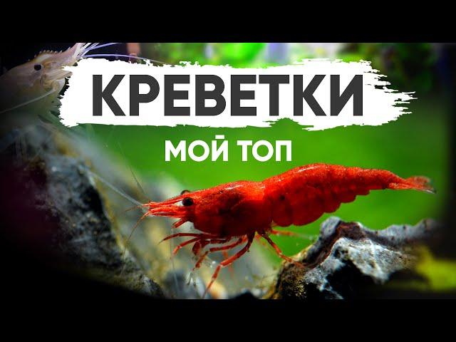 Мой ТОП аквариумных креветок