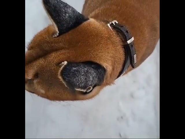 Rare Adolf caracal chirp caught on camera