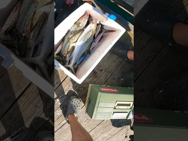 GREAT DAY ON THE MACKEREL! #fishing #fishingmethods #fishingvideo #fish #saltlife #virginiabeach