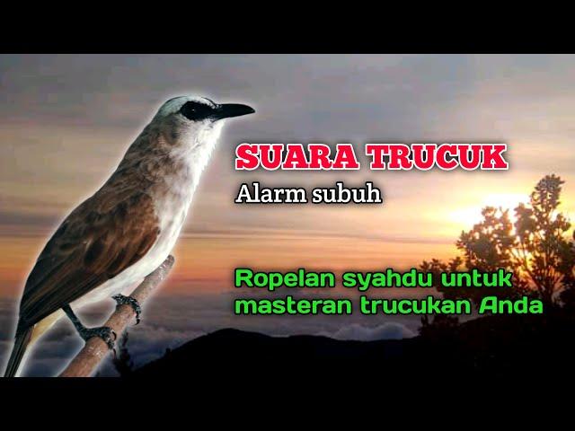 Suara Burung Trucuk Gacor Ropel Syahdu Alarm Subuh Untuk Masteran Trucukan Anda