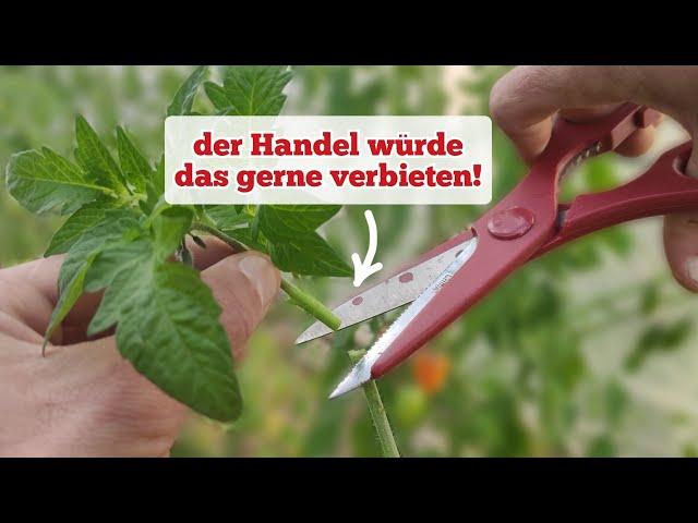 wie man im Garten enorm Geld spart! [jetzt bei Tomaten, Paprika, Basilikum, Physalis usw. nutzen]