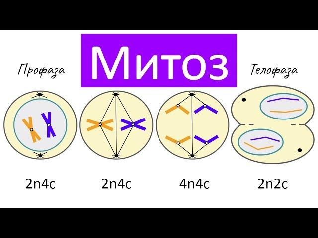 Митоз - деление клетки | самое простое объяснение