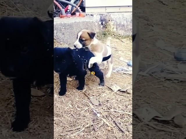 baby animals play #short #dogsplay#animallovers