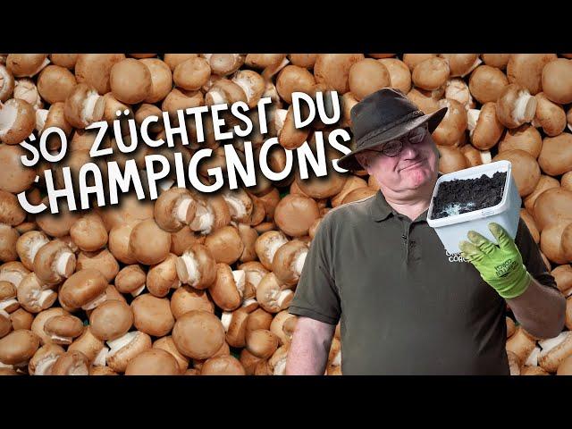 Champignons zuhause züchten  - so einfach kann man Pilze anbauen