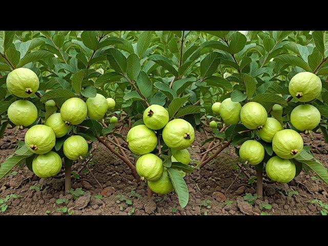 Grow Guava Tree FAST with These Pro Tips! Best Ideas for Growing Guava Tree! #guava #live