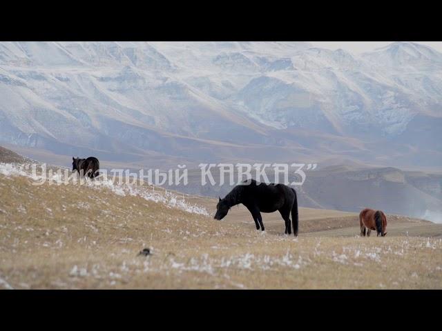 Северный Кавказ. Снежное утро. Лошади