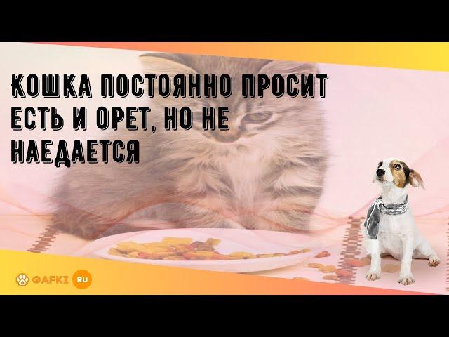 Кошка постоянно просит есть и орет, но не наедается