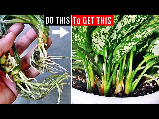 SECRETS To FORCE Aglaonema To Produce MORE SHOOTS!