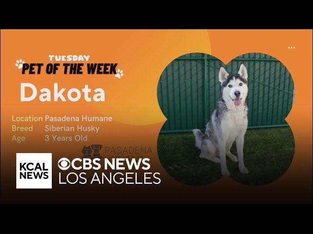 Pet of the Week: Dakota