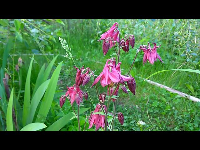 Аквилегия (водосбор) / Aquilegia / Многолетники / Сад ORION