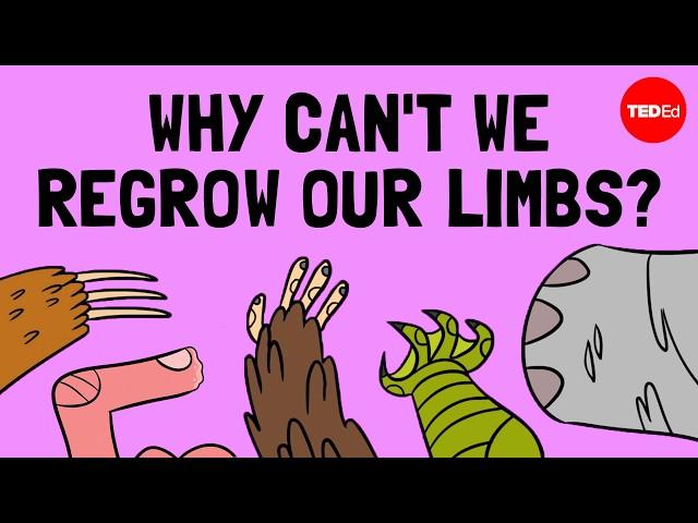 How do animals regrow their limbs? And why can't humans do it? - Jessica Whited