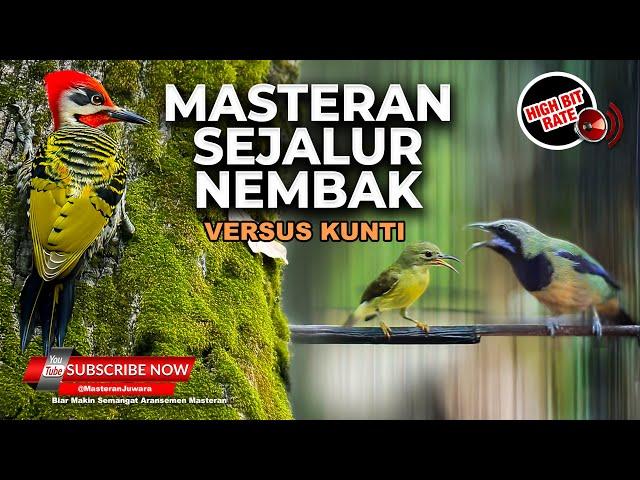 Masteran Burung Kolibri Manggar Gacor Satu Jalur vs Cucak Cungkok Gacor Isian Kunti Full Tembakan