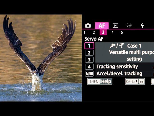 The MOST IMPORTANT SETTINGS To Change FOR WILDLIFE PHOTOGRAPHY On The CANON R5 & R6