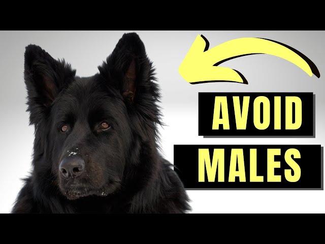 7 Reasons You SHOULD NOT Get A Male German Shepherd