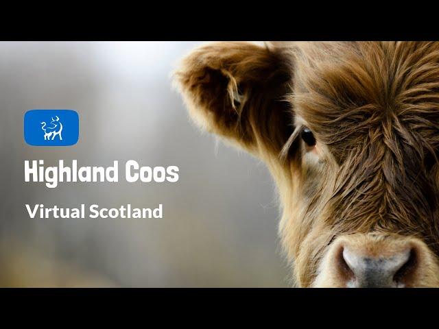 Virtual Scotland | Highland Coos!