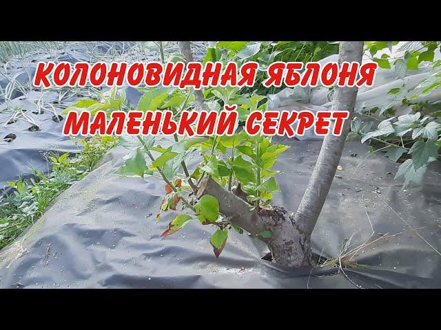 колоновидная яблоня , маленький секрет, как омолодить