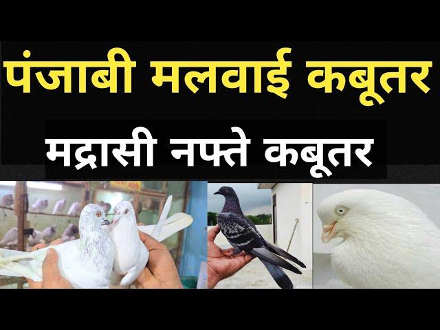 Dasna Pigeon Shop Pr Aao Dosto Or 1000 Logo Ki Trha Aap Bhi Ustad Banjao |28/12/24