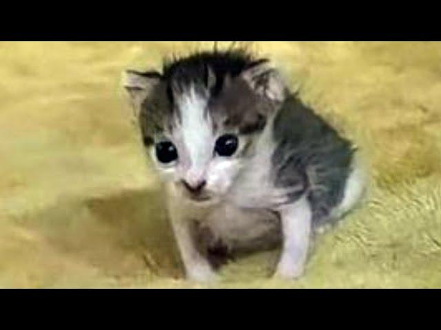 FUNNY CATS MEMES COMPILATION V06