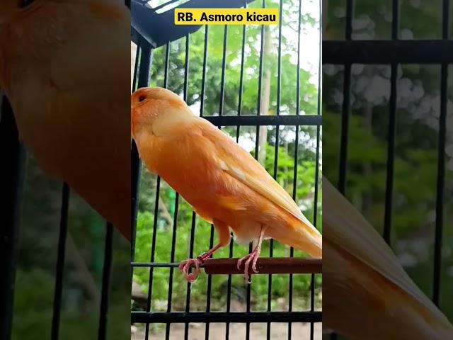 suara burung kenari gacor | kenari mania | kicau mania | canary singing | canaries singing #shorts