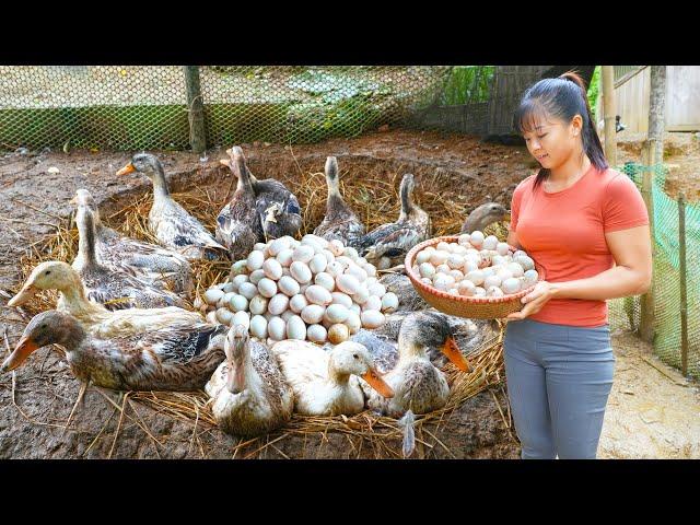 REWIND TIMELAPSE --Harvesting A Lot Of Eggs Go To Market Sell - Cooking, Raising/ Phuong's Story