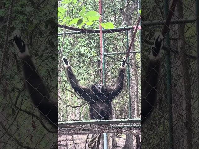 Experience the Gibbon Call at WFFT Rescue, Thailand! #gibbons #gibboncall