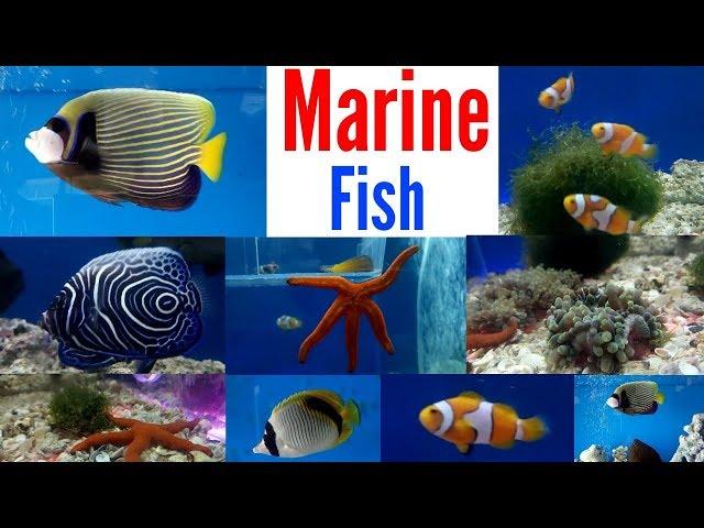 Marine Fish Saltwater Fish Aquarium Shop Mumbai